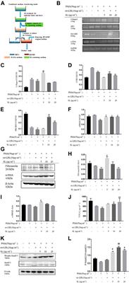 ShenLian Extract Enhances TGF-β Functions in the Macrophage-SMC Unit and Stabilizes Atherosclerotic Plaques